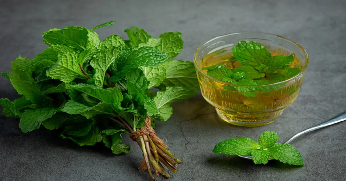 Lemon Balm